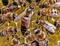 تحقیق زهر زنبور عسل , روشهاي جداسازي و مصارف دارويي