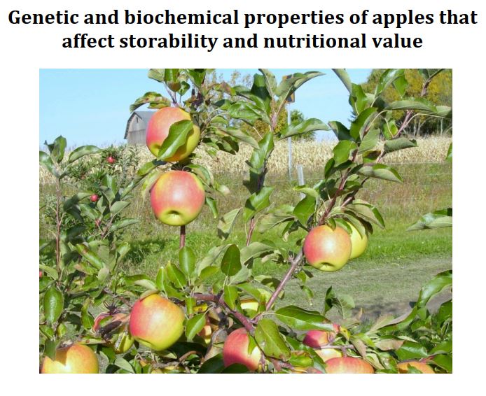فایل انگلیسی در مورد سیب زراعی و ارقام آن به همراه ترجمه