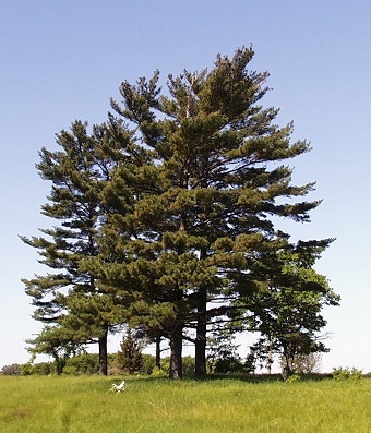 دانلود مطلب ترجمه شده در مورد گونه درختی Pinus Strobus