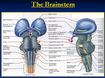 دانلود پاورپوینت در مورد ساقه مغز یا Brainstem