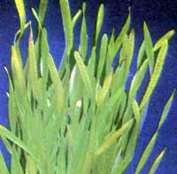 گزارش کار آزمایشگاه با عنوان مطالعه آناتومی گیاهان (C3 C4 CAM) (بررسی میکروسکوپی برگ خرزهره ، ذرت و اشک تمساح)