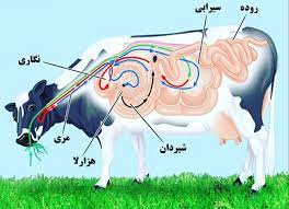 جزوه میکروارگانیزم های شکمبه نشخوارکنندگان