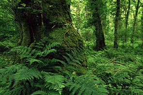 پروژه و تحقیق بررسی جنگل های هیرکانی