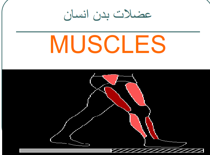 دانلود جزوه ی عضلات بدن انسان به طور کامل از مباحث رشته ی تربیت بدنی pdf
