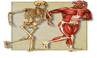دانلود برترین جزوه ی آناتومی بدن انسان از مباحث رشته ی تربیت بدنی pdf