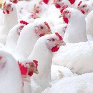 نکات مهم و کلیدی در پرورش مرغ گوشتی