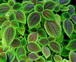 تحقیق درباره فتوسنتز تنفس و تنفس نوری در گیاهان عالی