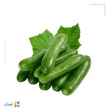 تحقیق درباره كشت خيار گلخانه ای