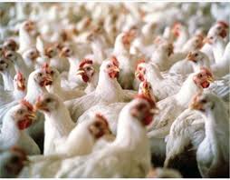 تحقیق درباره مدیریت تخم مرغهای قابل جوجه کشی