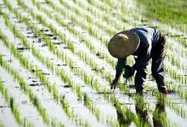 تحقیق درباره مديريت زراعی خزانه‌ های برنج