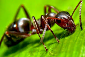 تحقیق درباره مورچه ها