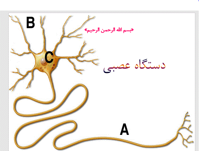 دانلود پاورپوینت  دستگاه عصبی