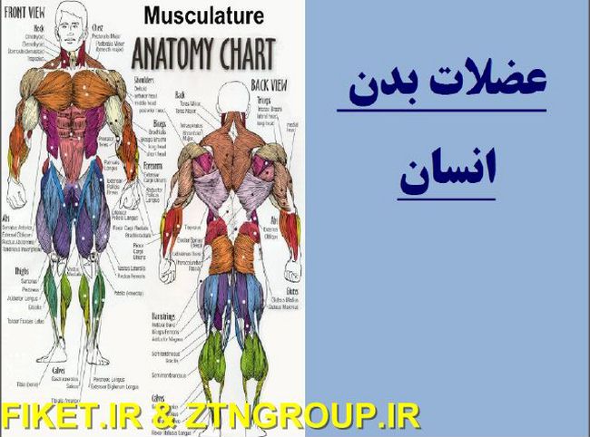 دانلود کتابی در رابطه با عضلات بدن انسان