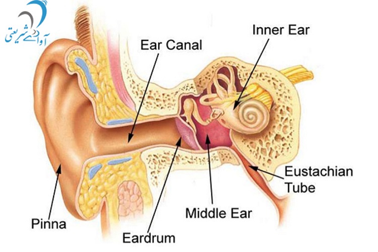 مقاله سیستم شنوایی و تعادل