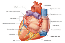 دانلود جزوه آناتومی سیستم قلبی عروقی (منابع علوم پایه)