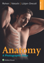 دانلود اطلس آناتومی روهن (Anatomy a Photographic Atlas - Rohen,8nd Ed)