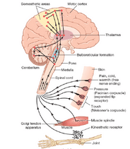 دانلود جزوه فیزیولوژی سیستم اعصاب (منابع علوم پایه)
