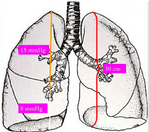 دانلود جزوه فیزیولوژی سیستم تنفسی (منابع علوم پایه)