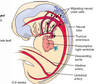 دانلود جزوه جنین شناسی سیستم قلبی عروقی (منابع علوم پایه)