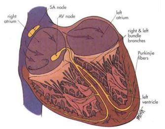 دانلود جزوه سیستم قلبی عروقی (منابع فیزیوپات)