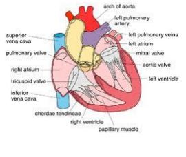 فارماکولوژی سیستم قلبی عروقی (منابع فیزیوپات)