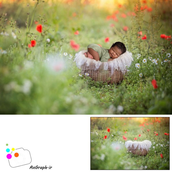 بک دراپ نوزاد سبد در باغ گلهای شقایق-کد 2234