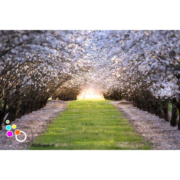 دانلود بک دراپ آتلیه تم جاده بهاری-کد 6584