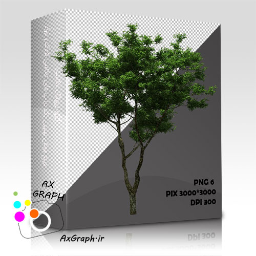 دانلود تصویر دور بری شده درخت واقعیِ بید-کد 7014
