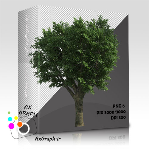 دانلود تصویر دور بری شده درخت واقعیِ راش-کد 7018