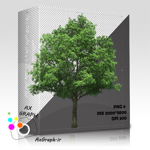 دانلود تصویر دور بری شده درخت واقعیِ افرای سیاه -کد 7019