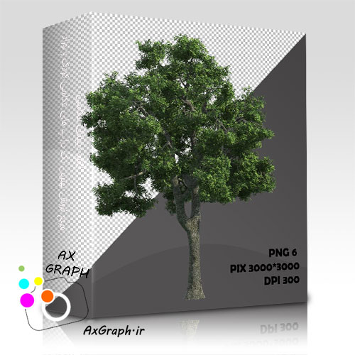 دانلود تصویر دور بری شده درخت واقعیِ کافور-کد 7021