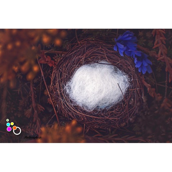 دانلود بک دراپ نوزاد لانه پرنده-کد 8013