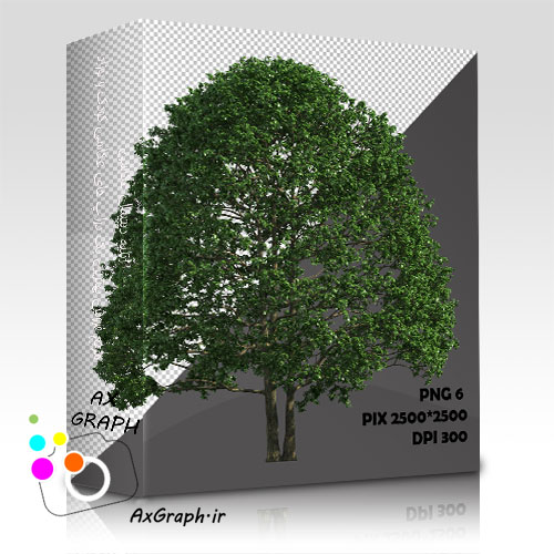 دانلود تصویر دور بری شده درخت واقعیِ کویپو-کد 7024