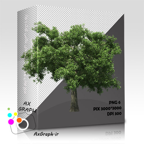 دانلود تصویر دور بری شده درخت واقعیِ اروپایی-کد 7025