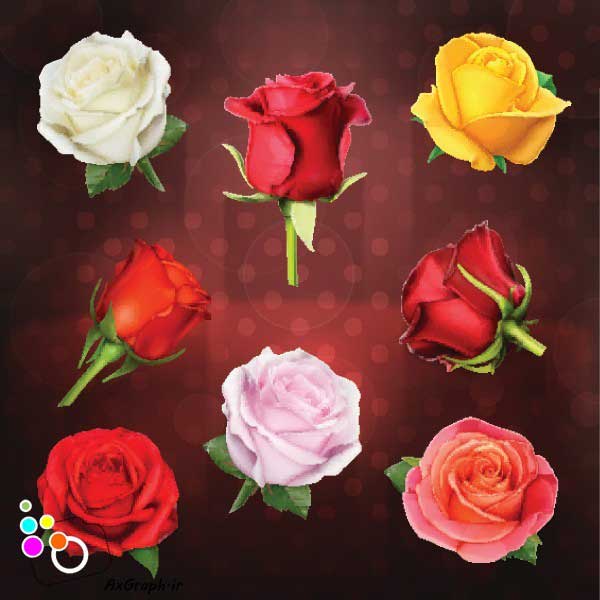 دانلود وکتور گل رز  زرد،سپید،صورتی و قرمز-کد 4475