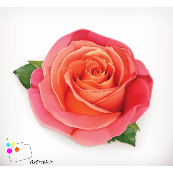 دانلود وکتور گل رز قرمز-کد 4476