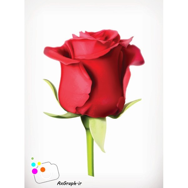 دانلود وکتور گل رز قرمز-کد 4478