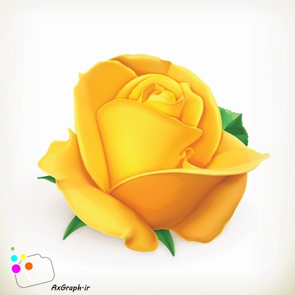 دانلود وکتور گل رز زرد-کد 4480