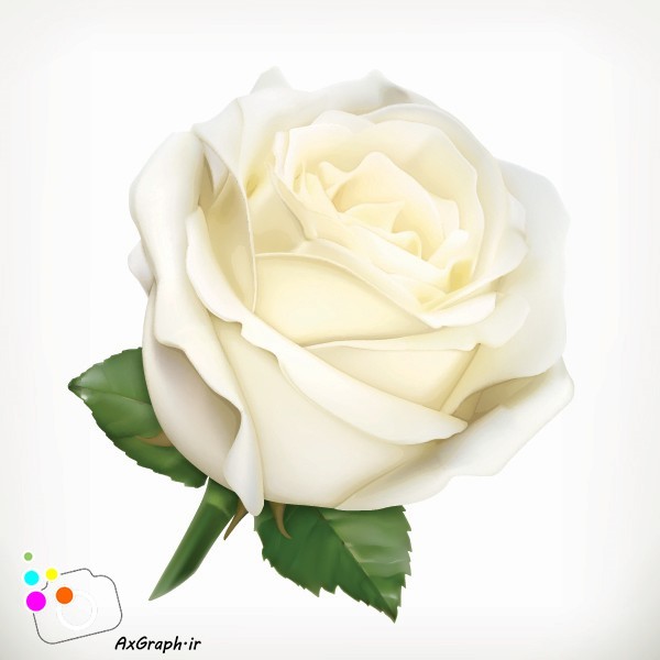 دانلود وکتور گل رز سپید-کد 4481