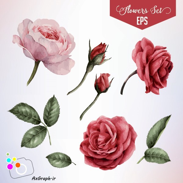 دانلود وکتور گل رز -کد 4484