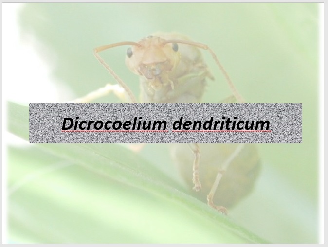 فایل ارائه پاورپوینت انگلیسی Dicrocoelium dendriticum