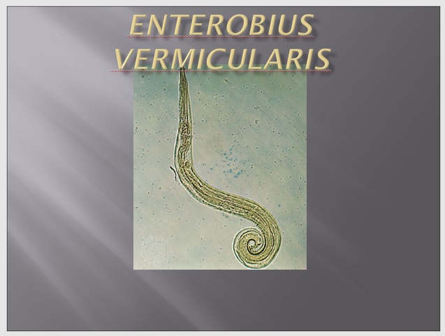 فایل ارائه پاورپوینت کرم قلابدار Ancylostoma duodenale and Necator americanus (Hookworms)