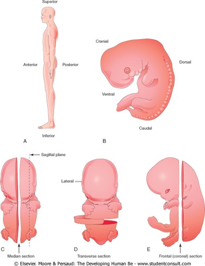 فایل ارائه پاورپوینت Embryology جنین شناسی