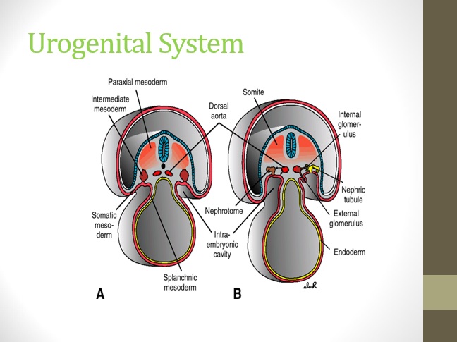 فایل ارائه پاروپوینت دستگاه ادراری تناسلی Urogenital System