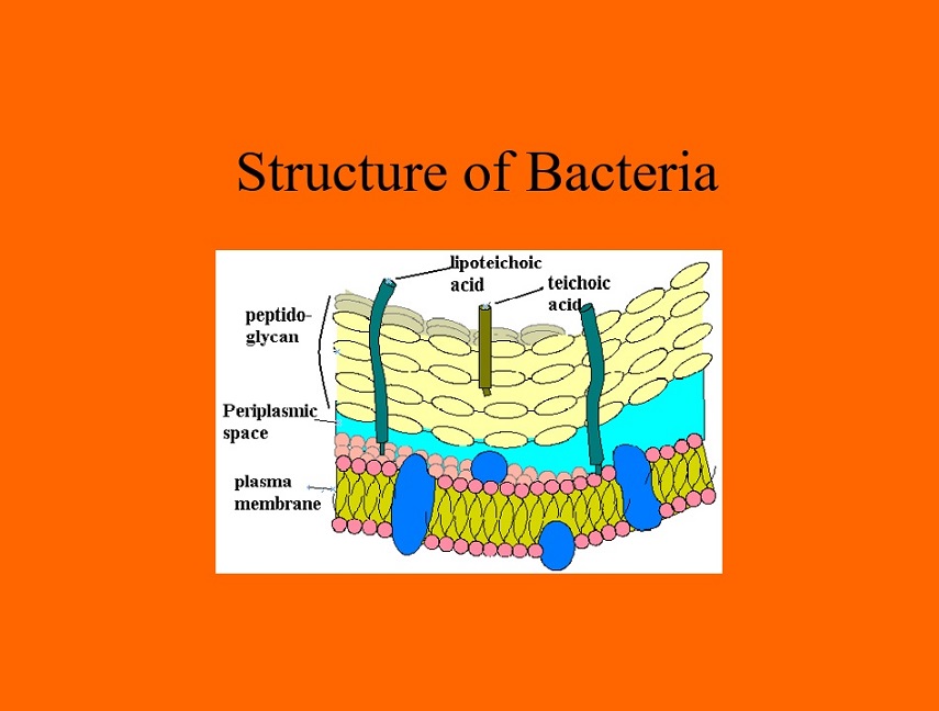 فایل ارائه پاورپوینت استراکچر میکروب به زبان انگلیسی Structure of Bacteria