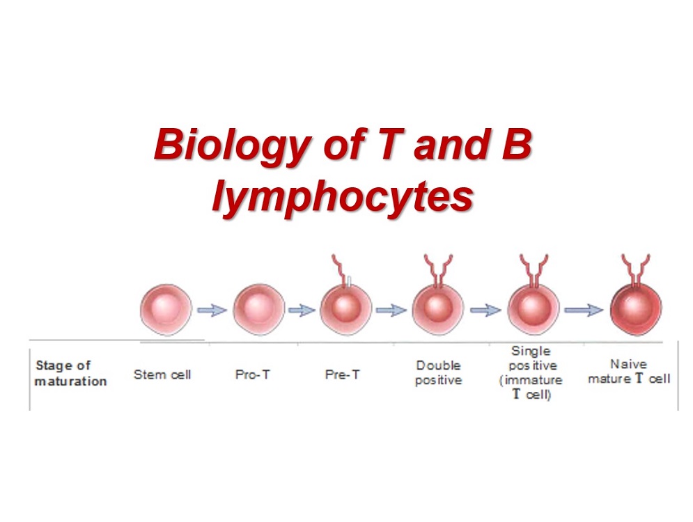 پاورپوینت بیولوژی سلول های B و T  Biology of T and B lymphocytes