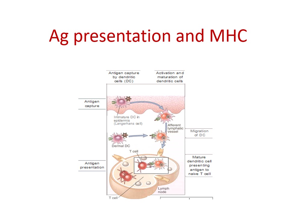 فایل پاور پوینت عرضه آنتی ژن Ag presentation and MHC
