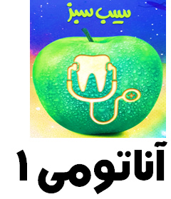 سیب سبز آناتومی 1