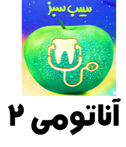 سیب سبز آناتومی 2