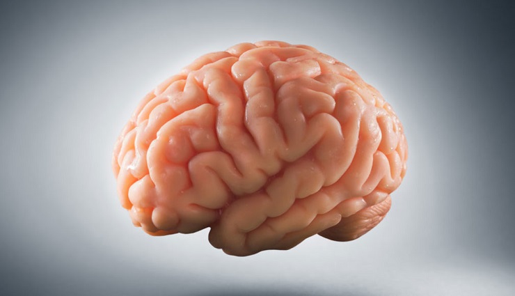 راهنمای جامع آناتومی مغز